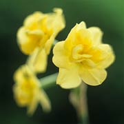 Narcissus 'Yellow Cheerfulness'
